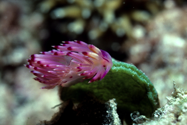 Nudibranch on Halimeda macrophysa at 12 meters depth