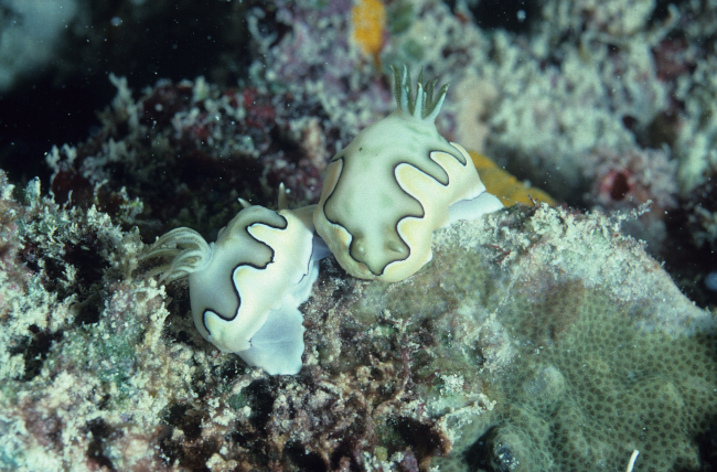 Nudibranchs at 11 meters depth