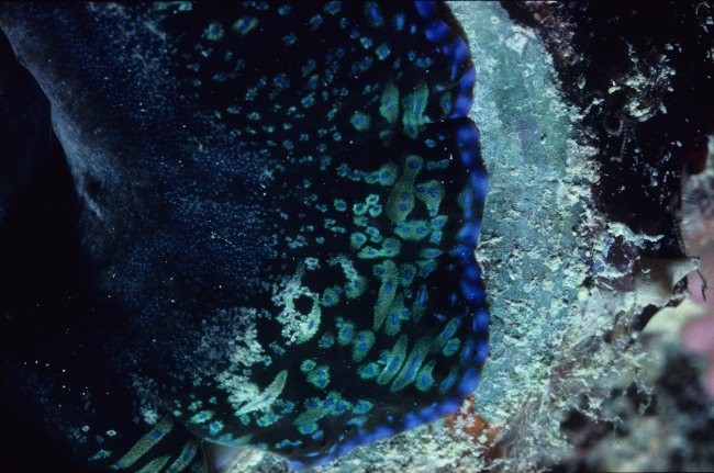 Tridacna maxima (close up)4m depth