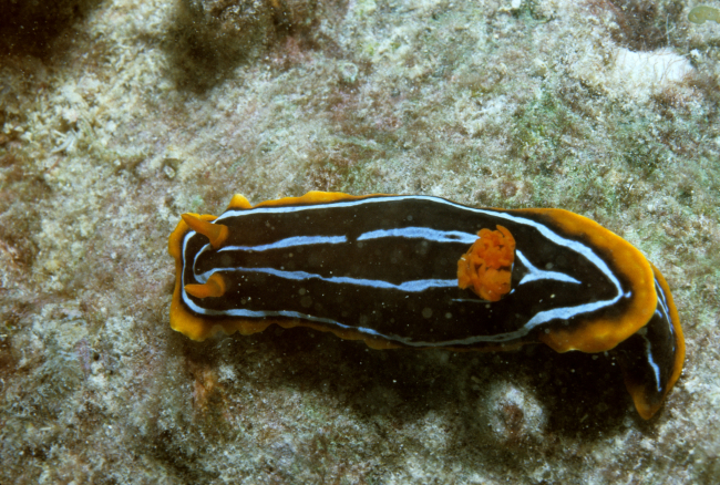 Nudibranch (black, blue, yellow)6m depth