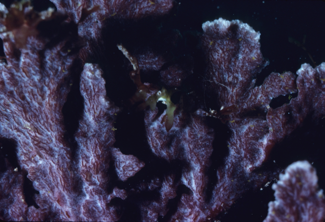 Codiophyllum flabelliforme5m depth