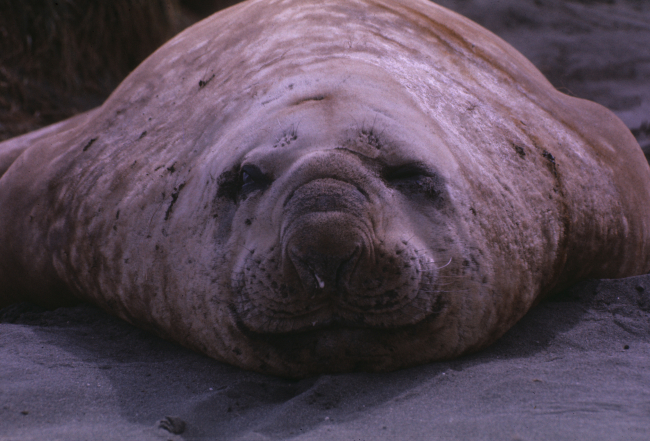 Elephant seal closeup & head on