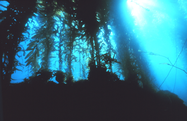 Gazing upward in a giant kelp forest