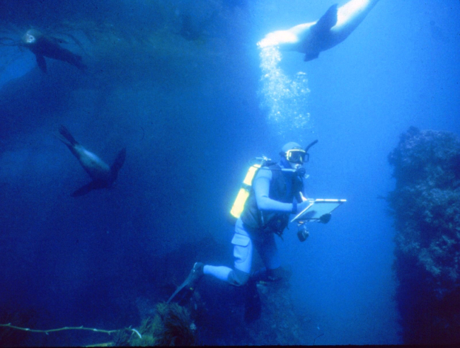 Marine archaeologist surrounded by sea lions while studying the wreckof the S