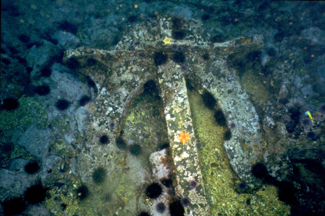 An anchor from the SS CUBA encrusted with sea life