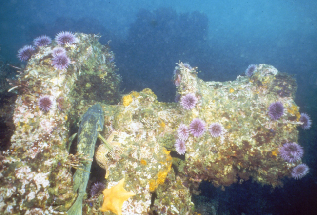 Purple sea urchins give the impression of chrysanthemums covering a cargowindlass of the SS CUBA