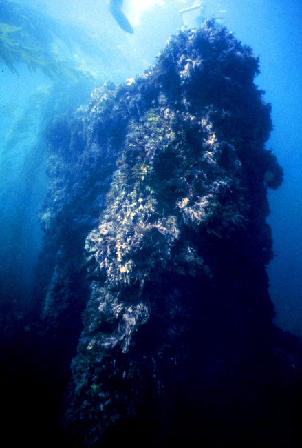 The triple-expansion engine of the CUBA covered with marine floraand fauna
