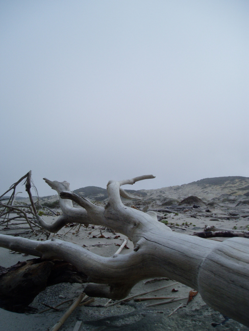 Driftwood in the dunes in the Channel Islands