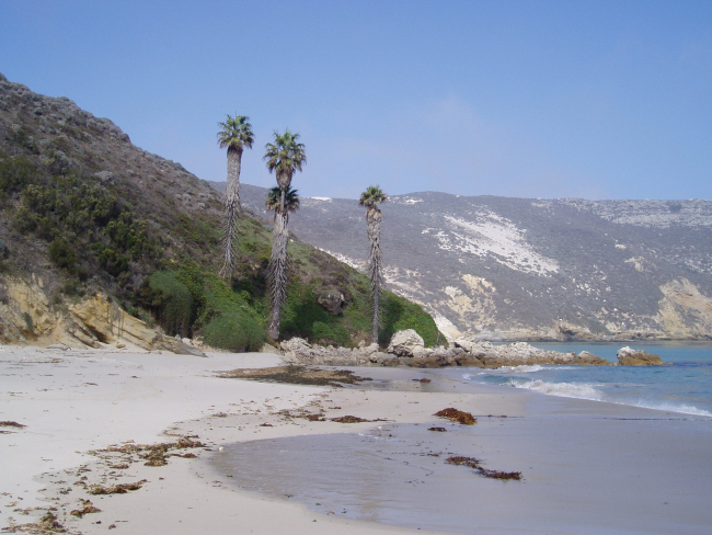 Palm trees on the shore of one of the Channel Islands