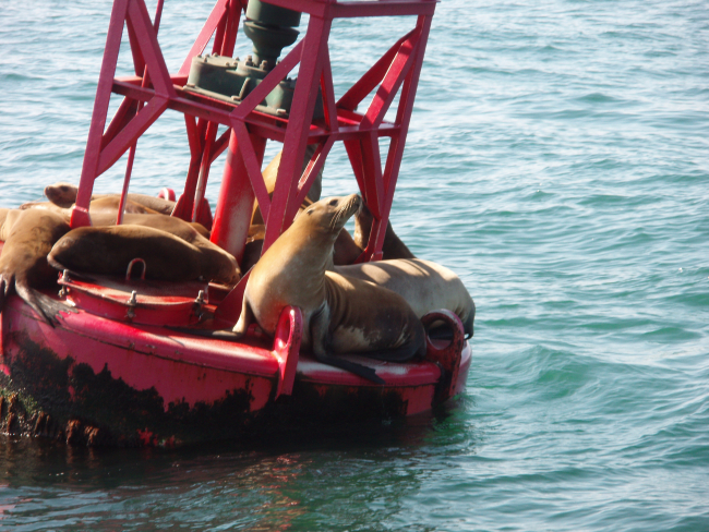 Buoy riding California sea lions (Zalophus californianus)