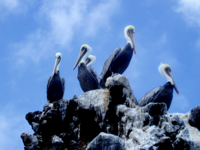 Brown pelicans (Pelecanus occidentalis)