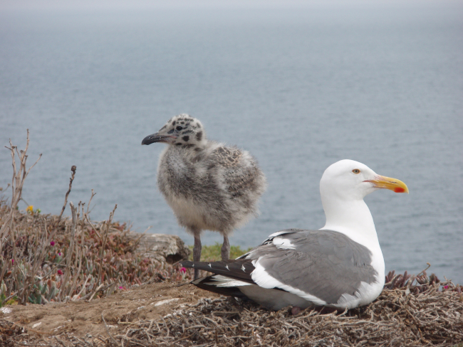 California gull (Larus Californicus) and chick