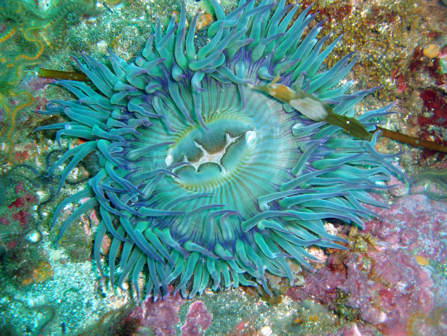 A large green sea anemone