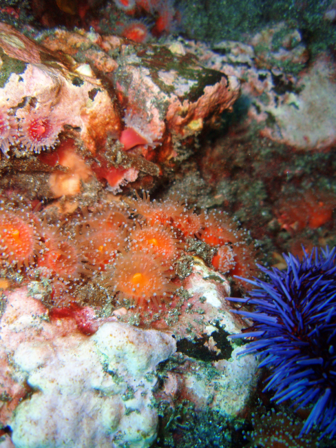 Strawberry anemones and a sea urchin