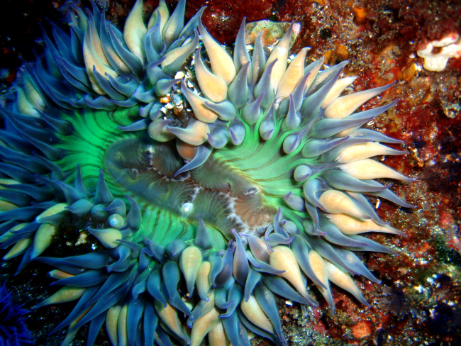 A beautiful sunburst anemone (Anthopleura sola)