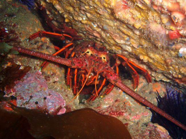 Spiny lobster (Panulirus interruptus)
