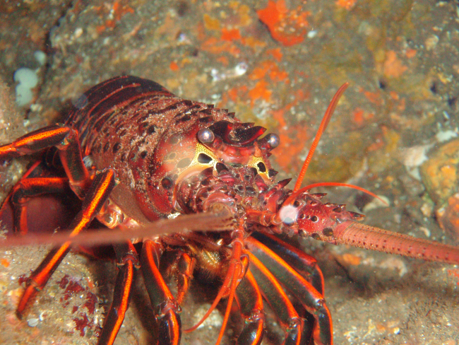 Spiny lobster (Panulirus interruptus)