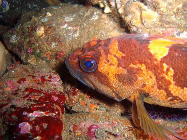 An orange rockfish