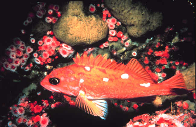 A rosy rock fish