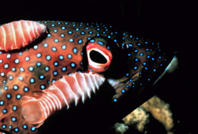 A grouper with isopods attached