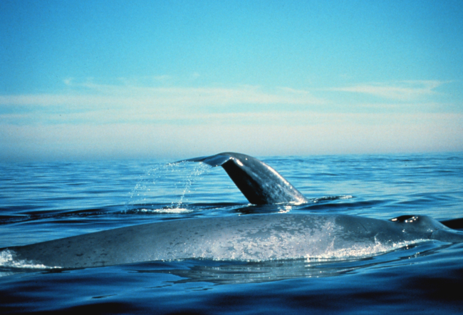 Blue whales on the surface