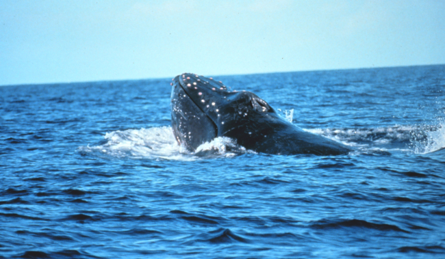 A migrating humpback whale