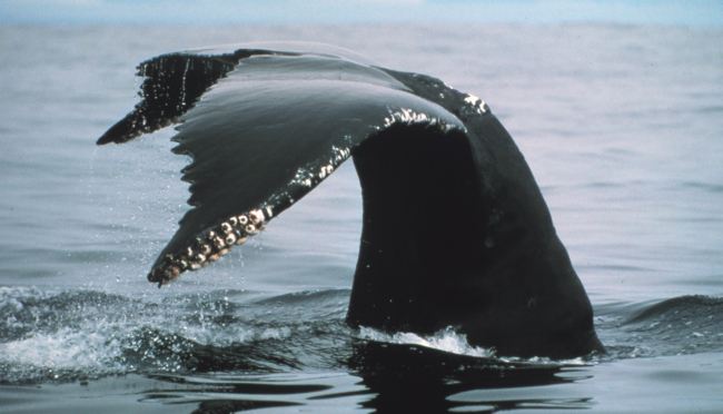 A humpback tail