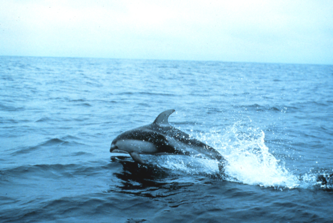 A Pacific white sided dolphin