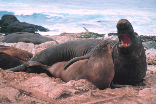 Elephant seals on the Farallon Islands