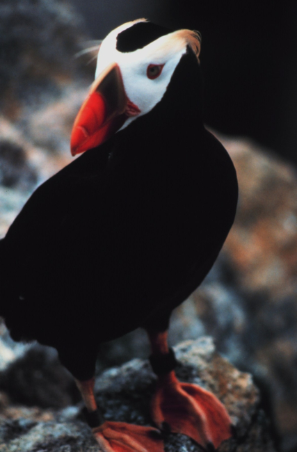 A tufted puffin