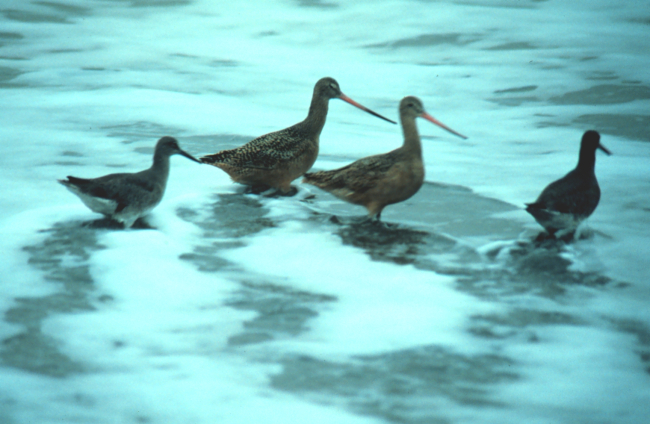 Marbled godwits and willets at the water's edge