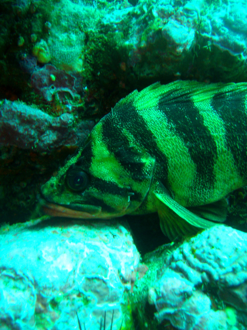 Treefish (Sebastes serriceps)