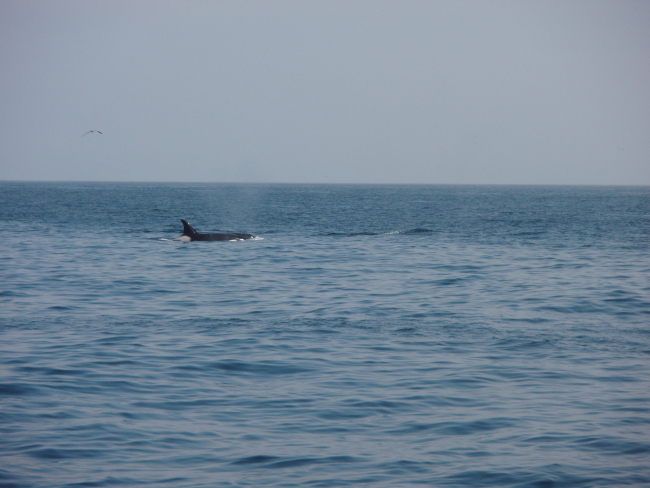 A lone killer whale (Orcinus orca)