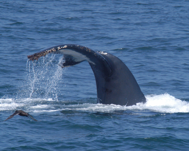 Tail of humpback whale as it dives