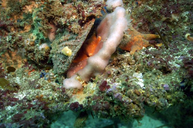 Sea bat starfish, one adhering to upper shell of a scallop and one on theseafloor