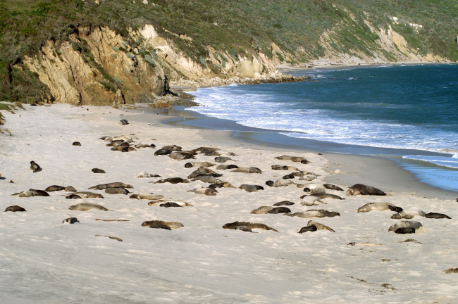 Elephant seals at rest on the beach at Cuyler Harbor