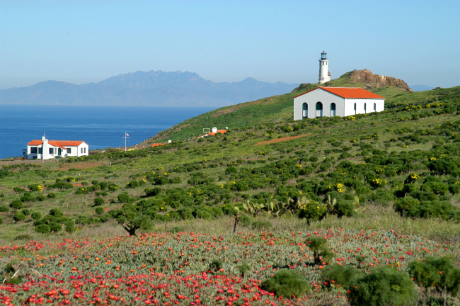 Looking over wildflowers and cactus to historic buildings and the Anacapa Island Lighthouse