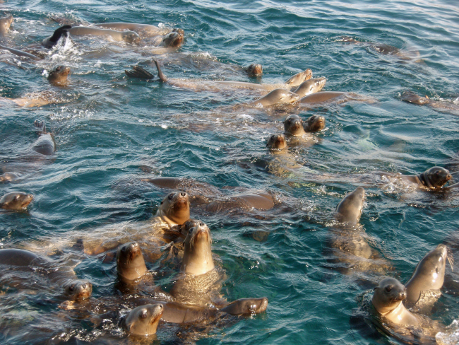 Playful California sea lions on the surface of the water off San Miguel Island