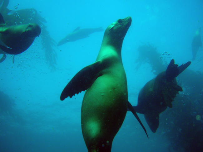 Playful California sea lions in the kelp forest off San Miguel Island
