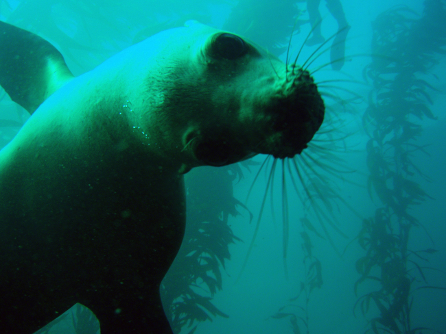 Playful California sea lions in the kelp forest off San Miguel Island