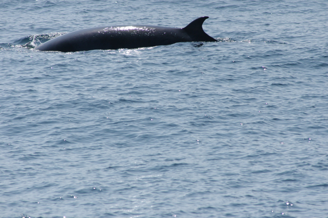 Minke whale on surface