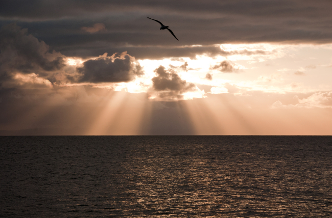 A seagull silhouetted in the clouds and crepuscular rays of a Pacific Oceansunset