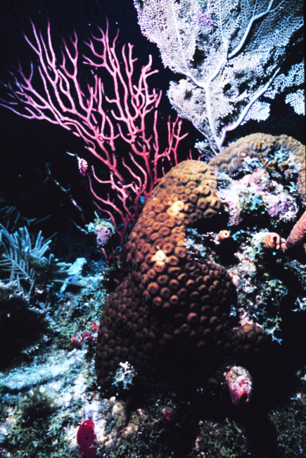 A variety of corals