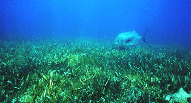 Healthy seagrass with a jack in the background