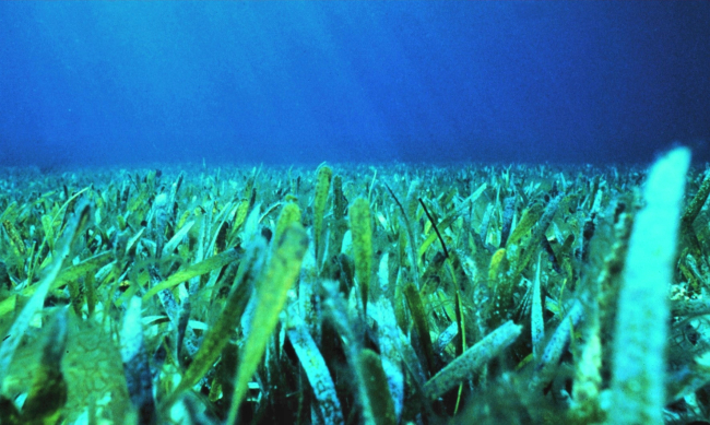 Healthy seagrass