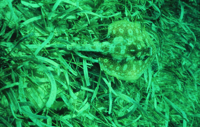 Healthy seagrass with a ray