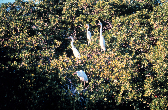 Great egret using mangrove trees as roosting site