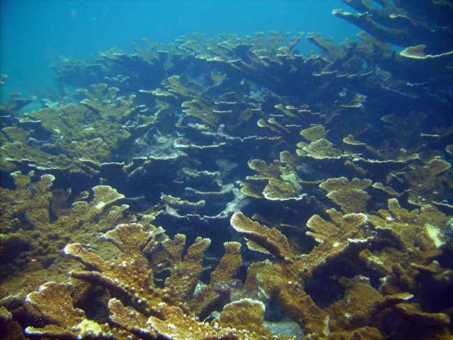 Elkhorn coral stand in upper Keys reef