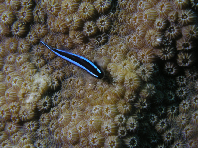 Neon goby resting on hard coral