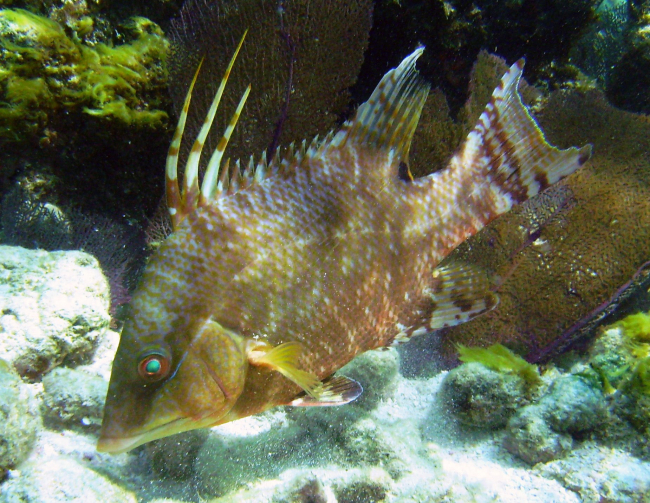 Juvenile hogfish have slightly different color patterns than adults